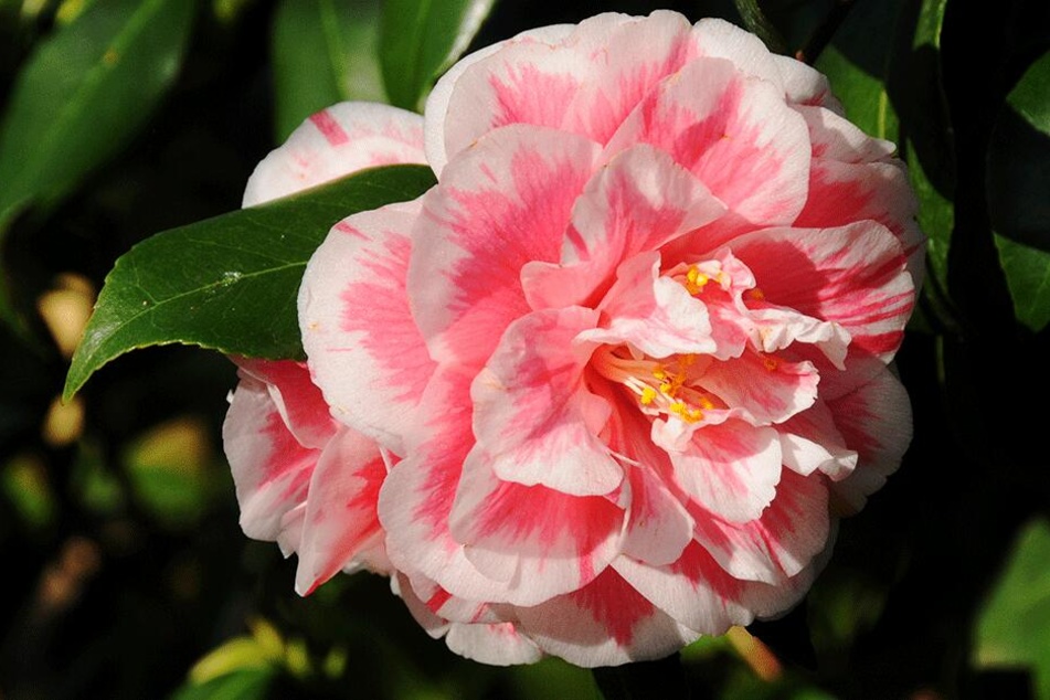 Ende März erreicht die Kamelienblüte ihren Höhepunkt.