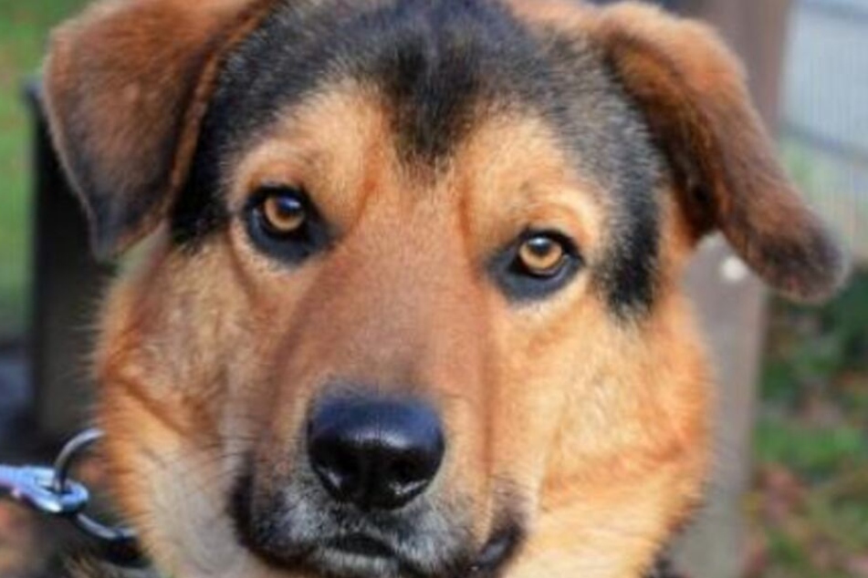 Seit gut drei Jahren lebt Schäferhund-Mischling "Balou" im Tierheim in Wiesbaden.