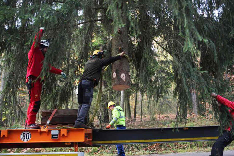 Mitarbeiter versuchen, den Baum für den Transport fertig zu machen.