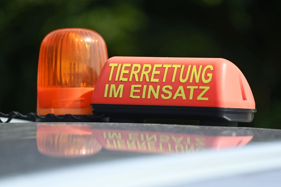 Glück im Unglück: Die Tiere konnten wohl gerade noch rechtzeitig aus dem Horror-Haushalt befreit werden. (Symbolbild)