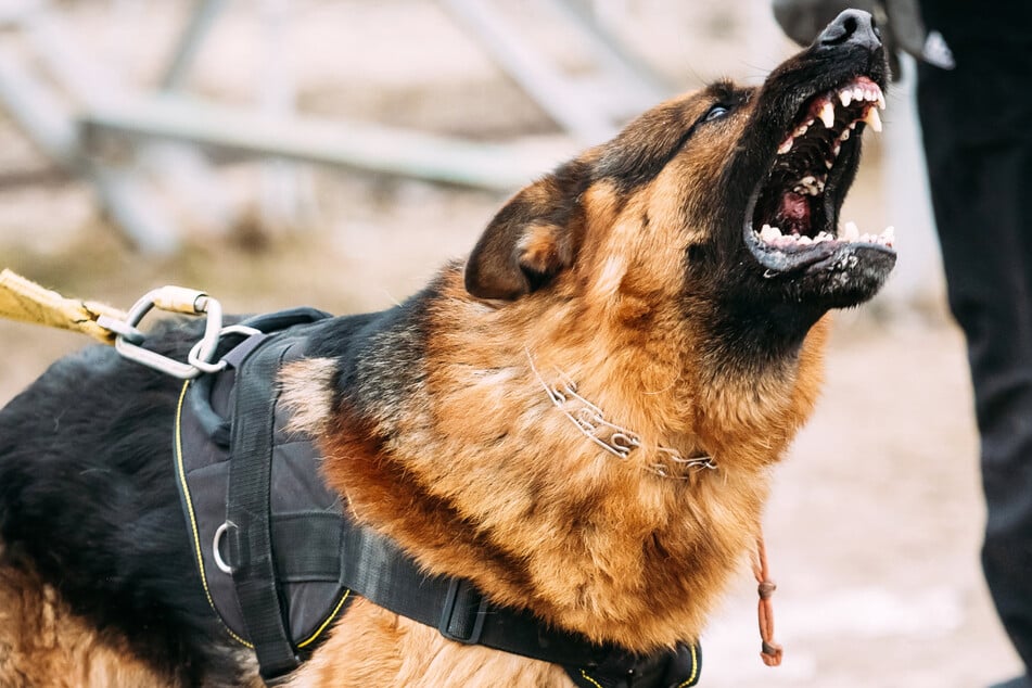 Alarm in Hanau-Steinheim: Als ein Polizei-Hund mitbekam, wie ein Polizist angegriffen wurde, ging das Tier umgehend zur Attacke über. (Symbolbild)