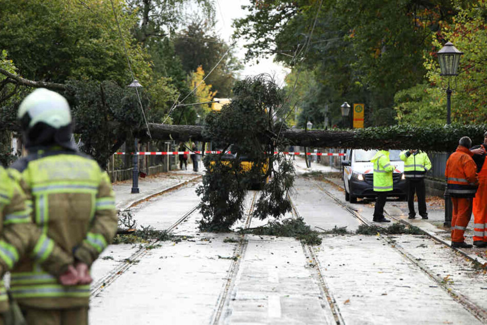 Auf der Ludwig-Hartmann-Straße in Dresden beschädigte ein umgestürzter Baum die Oberleitungen.