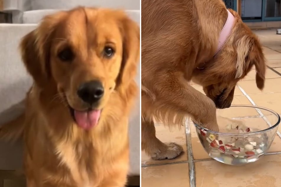 Dog's hilarious method of "bobbing" for apples has TikTokers rolling with laughter