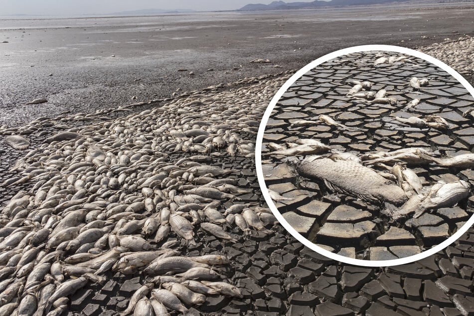 Mexico mystery: Thousands of fish dead in bizarre phenomenon