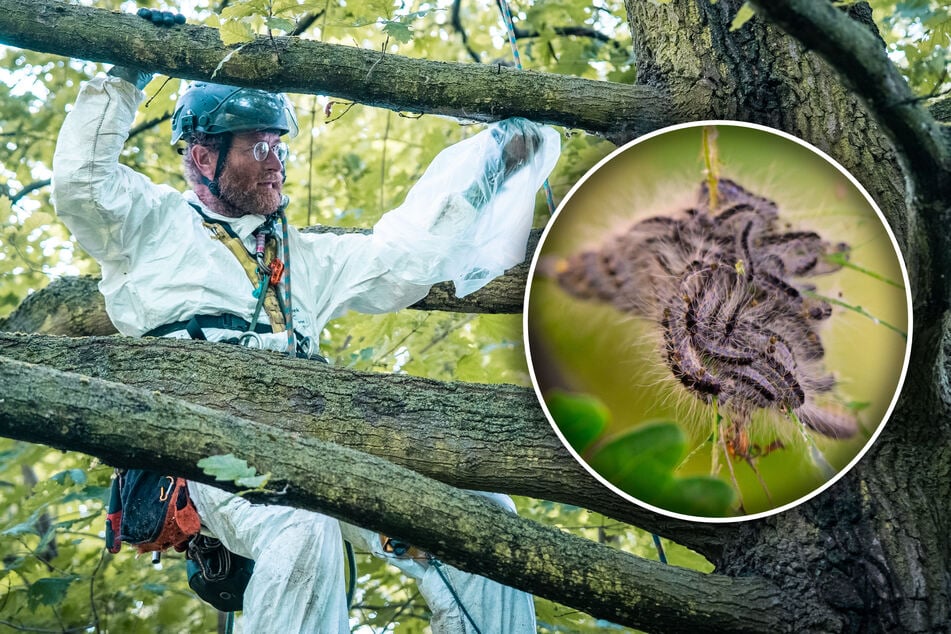 Dresden: Raupen-Alarm zum Kinderfest: Spezialisten machen Jagd auf giftige Spinner im Großen Garten