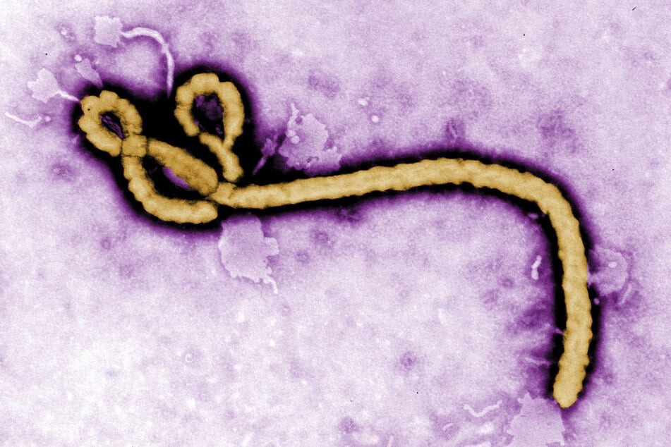 Die neue Bundibugyo-Variante des Ebola-Virus hat eine Sterblichkeitsrate von rund 25 Prozent. (Archivbild)