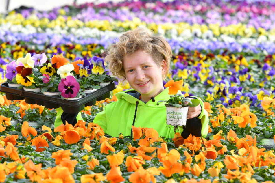 Dresden Dresdner Frühling 2020 im Großen Garten Hier