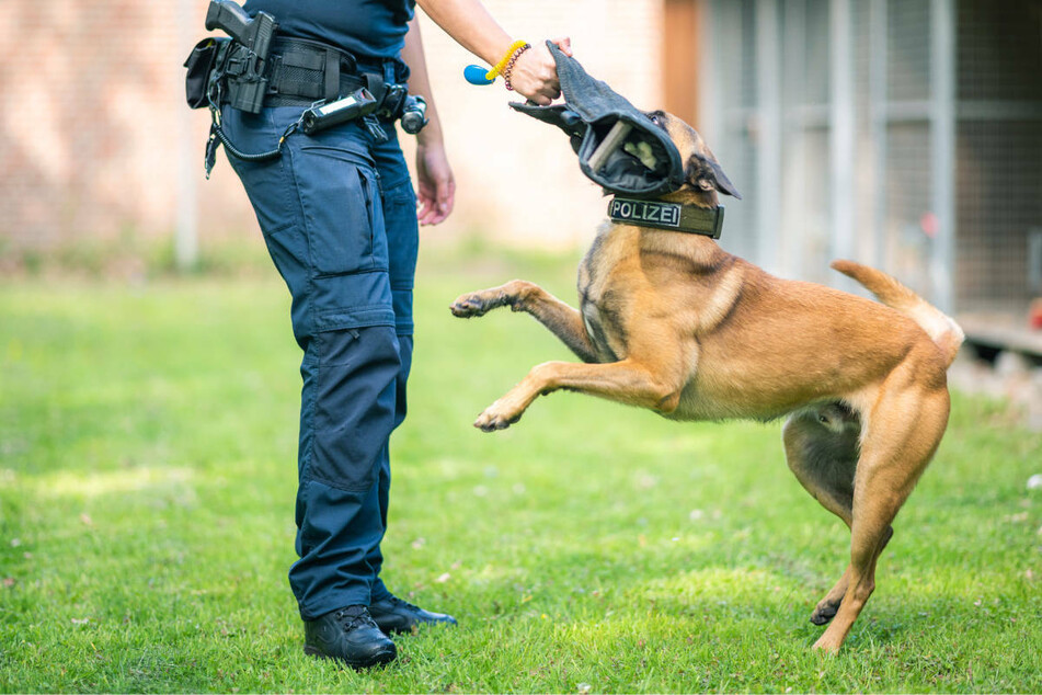 Ermittlungen gegen zwei Hundetrainer der Polizei Haben sie ihre Hunde