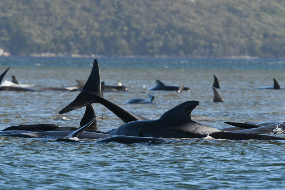 Etwa 270 Grindwale sind an einer Sandbank im Hafen von Macquarie in der Nähe von Strahan an der Westküste Tasmaniens gestrandet. In dem seichten Wasser haben die Tiere nur eine sehr geringe Überlebenschance.