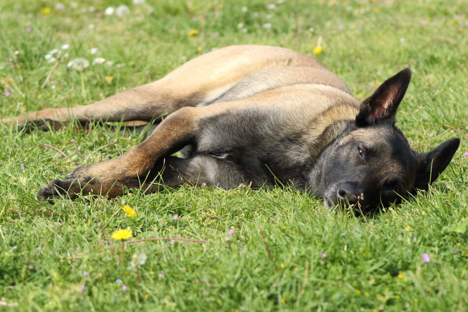 Die Polizei warnt Hundehalter vor Giftködern und bittet Anwohner um Hinweis (Symbolbild).