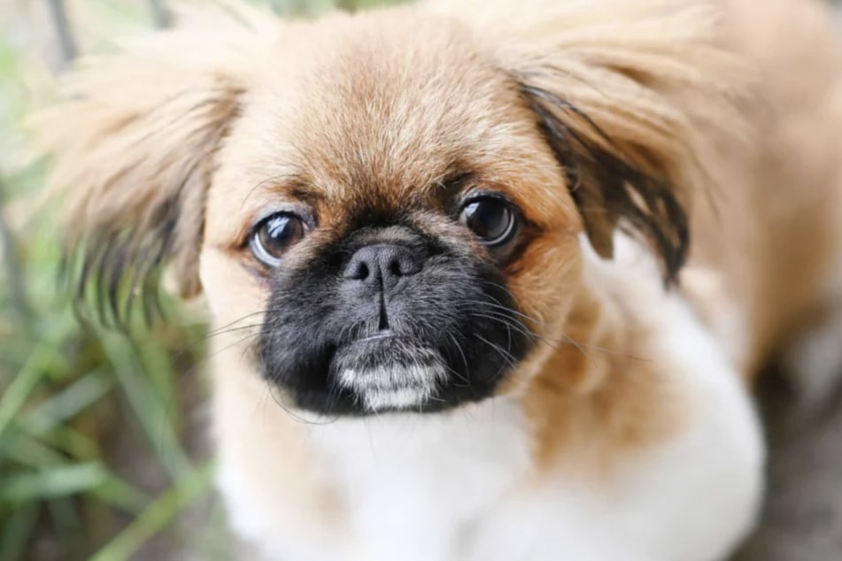 Der Mischling ist ein ruhiger Hund, der auf Hektik gerne verzichten kann.