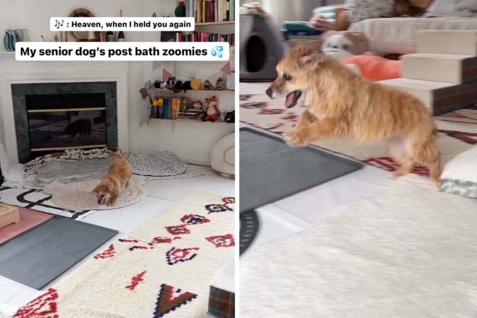 Senior dog gets the zoomies after bath time and Instagram loves it!