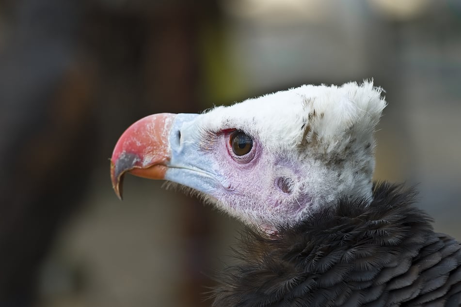 Für zwei Geier endete der Verzehr von Lebensmitteln aus dem Müllcontainer mit Flugunfähigkeit. (Symbolfoto)