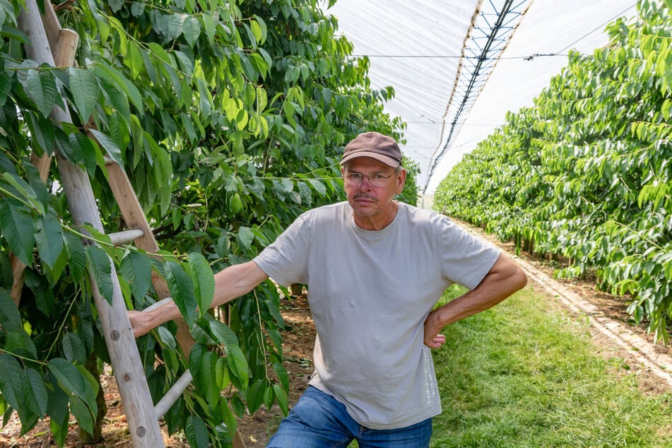 Obstbauer Steffen Geisler (70) ist froh, dass seine Tochter Sandra Geisler und ihr Partner Sebastian Müller (40) die Obstplantage weiterführen werden.