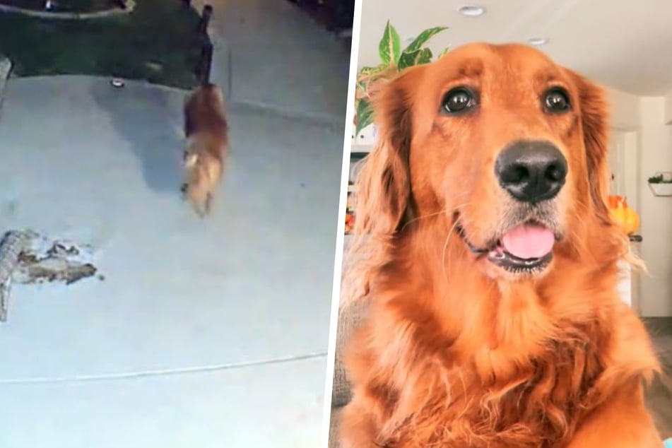 This dog's thievery was caught on camera to the delight of millions.