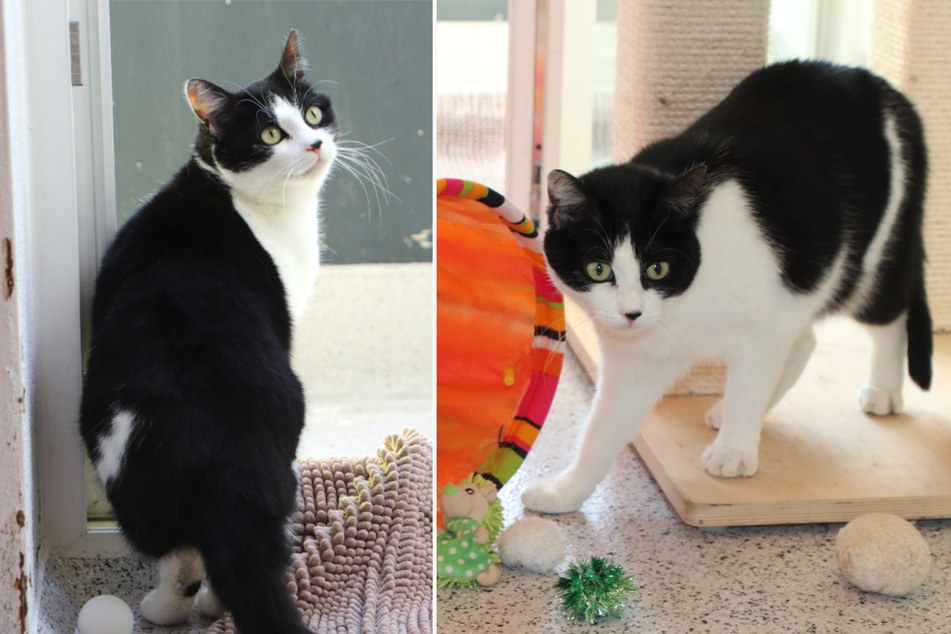 Autounfall, Schwanzabriss und nun schon wieder im Tierheim: Hat Katze Saskia denn gar kein Glück?