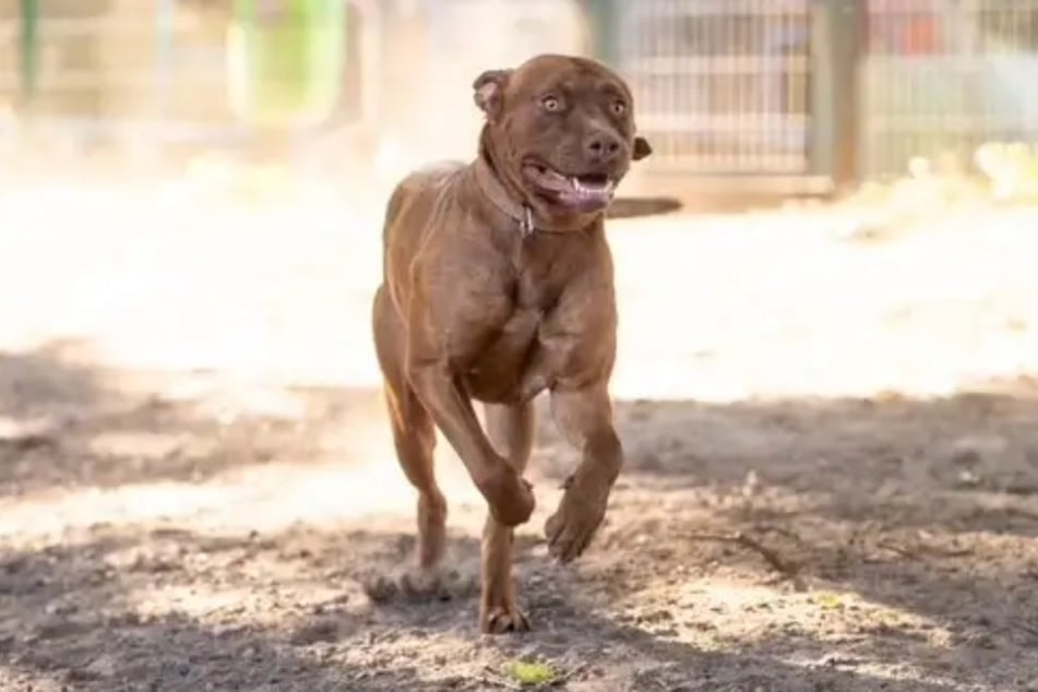 Der zwei Jahre alte Rüde steht auf Frauen und hat ein Problem mit Männern.