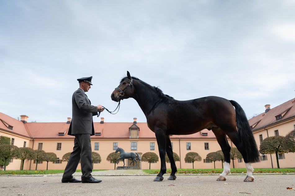 Ein Gestütswärter präsentiert einen Sächsisch-Thüringischen Schweren Warmbluthengst.