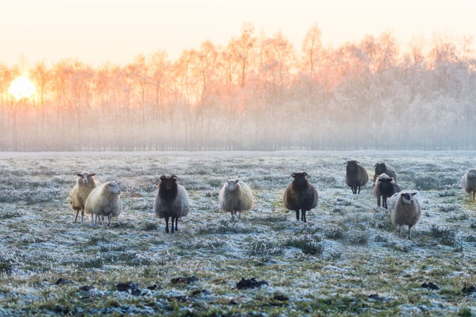 Ostfriesland ist sehr idyllisch und strahlt vor allem im Winter Ruhe aus. (Symbolbild)