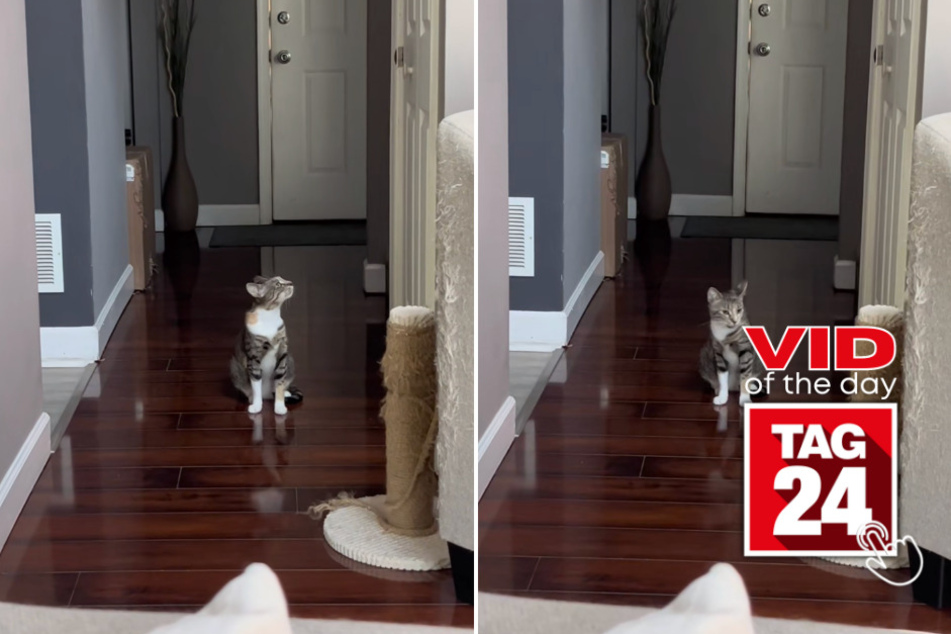 viral videos: Viral Video of the Day for July 20, 2023: Gifted kitten sings along to favorite song in viral TikTok