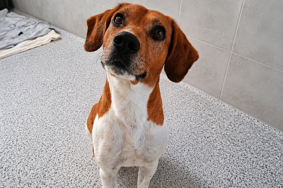 Beagle-Mischling Jack sehnt sich nach einer aktiven Familie, die mit ihm neue Abenteuer erleben möchte.