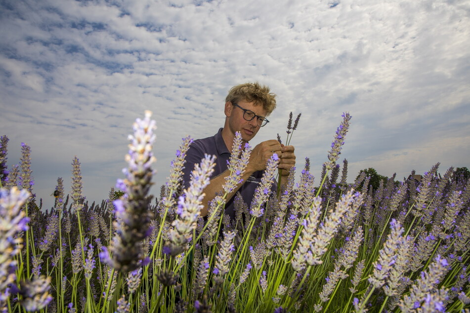 Andreas Graf (45) bei der Sichtung der Lavendelblüten vor der Ernte.