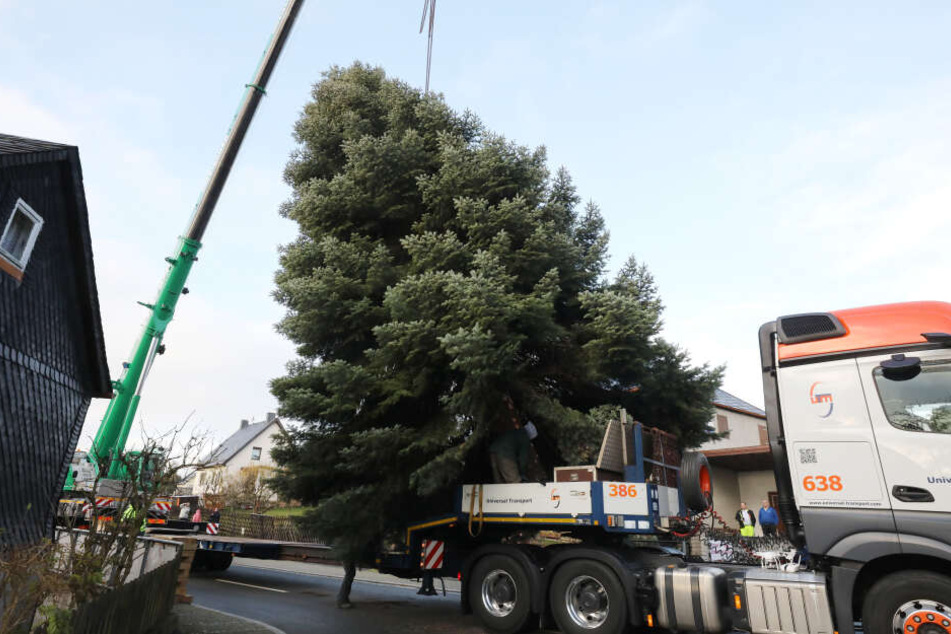 Der Baum wird mit einem LKW nach Berlin zum Brandenburger Tor transportiert und dort als Weihnachtsbaum geschmückt.