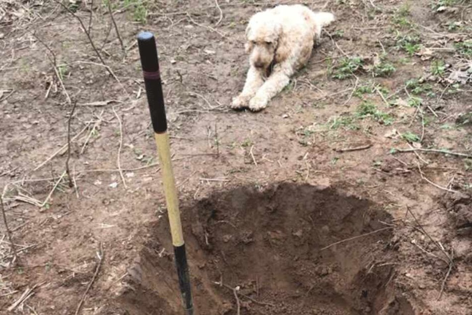 So traurig: Der Hund sah in sein eigenes Grab.