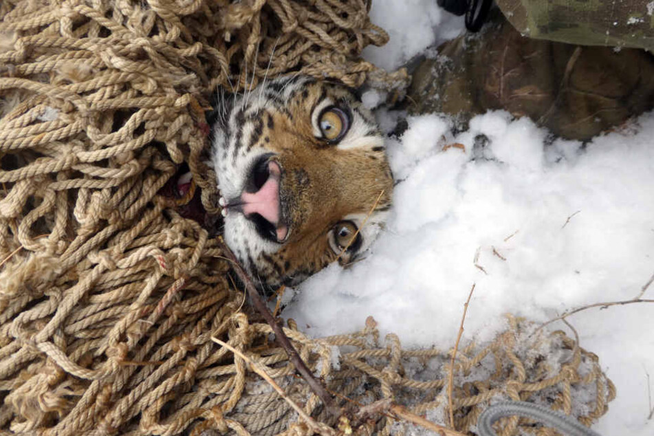 Eine junge Tigerin in einem Fangnetz. Das Tier wurde von einem WWF-Team gefangen.  