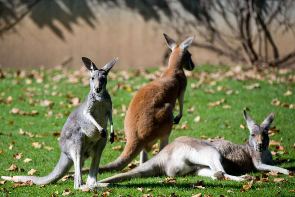 Drei Kängurus in der Stuttgarter Wilhelma. Der Zoo unterstützt die Rettung von Tieren in Australien.