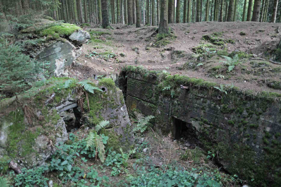 Die Reste eines deutschen Bunkers liegen am Ochsenkopf im Wald.