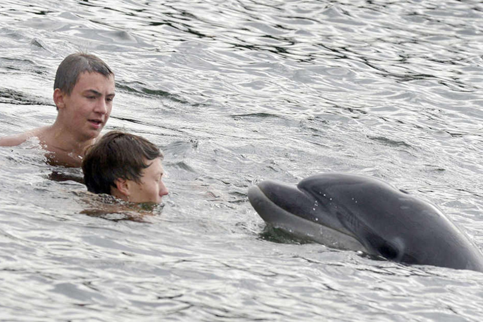 Jugendliche schwimmen in der Kieler Förde gemeinsam mit dem Delfin.