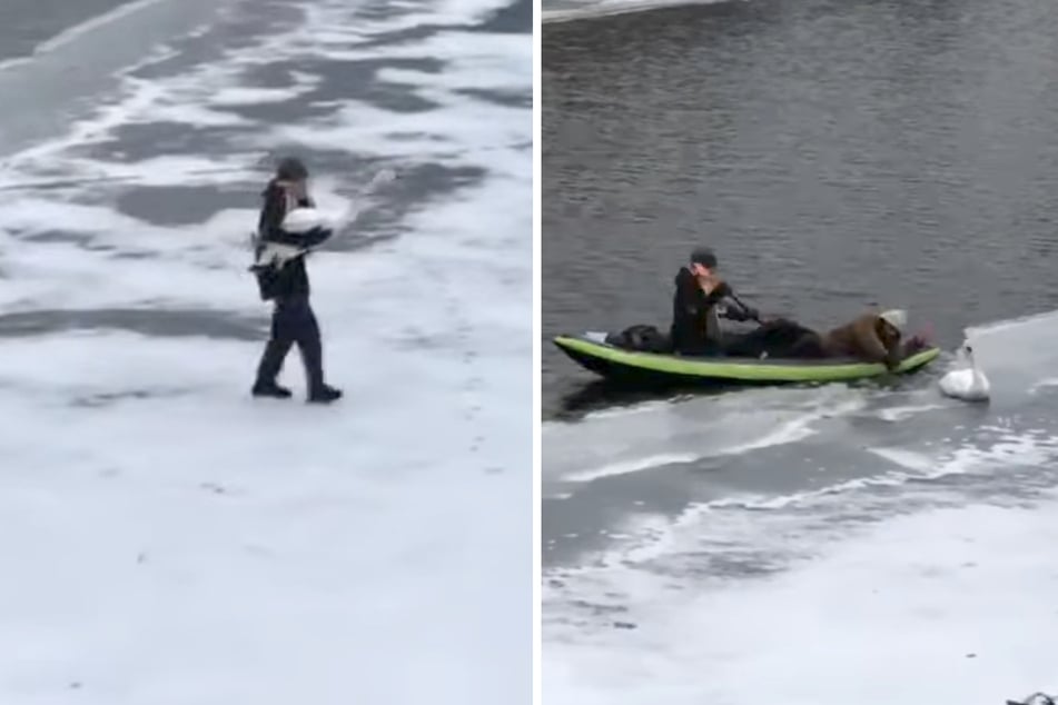 Schwan in Lebensgefahr: So mutig handeln die Retter auf dem Eis