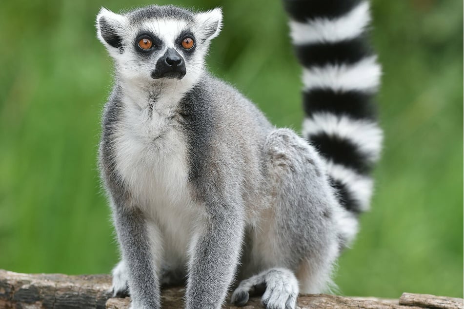 A female ring-tailed lemur became the first animal to receive the shot (stock image).