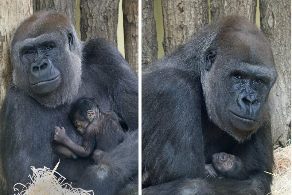 Gorilla-Mutter Bibi hält im Zoo Berlin ihr geborenes Jungtier im Arm.