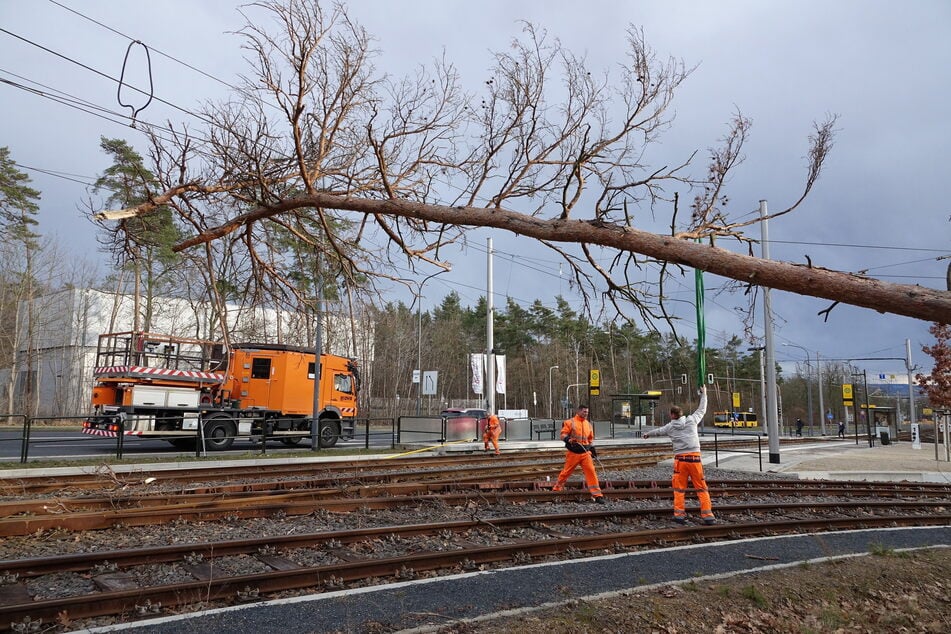 In Dresden-Klotzsche verfing sich eine Kiefer in der Bahnleitung.
