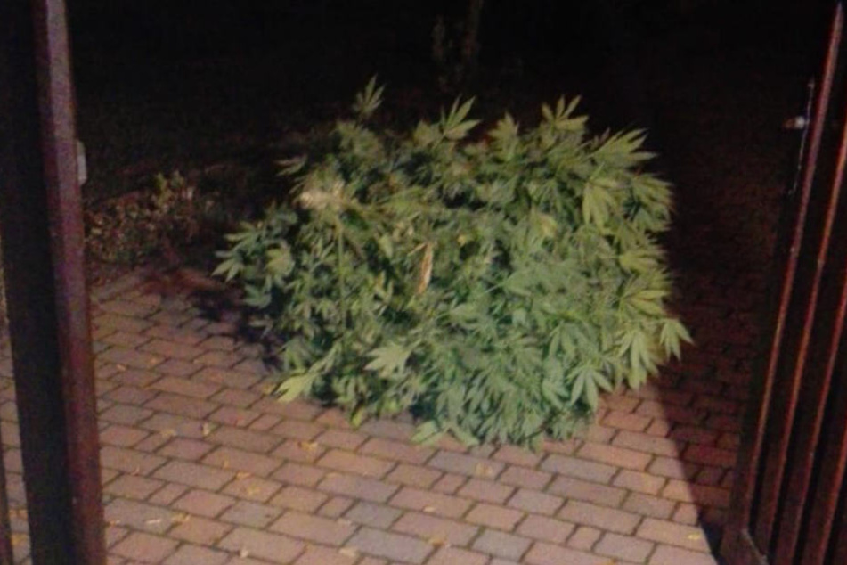 Dabei wurden zwei Cannabispflanzen gefunden.