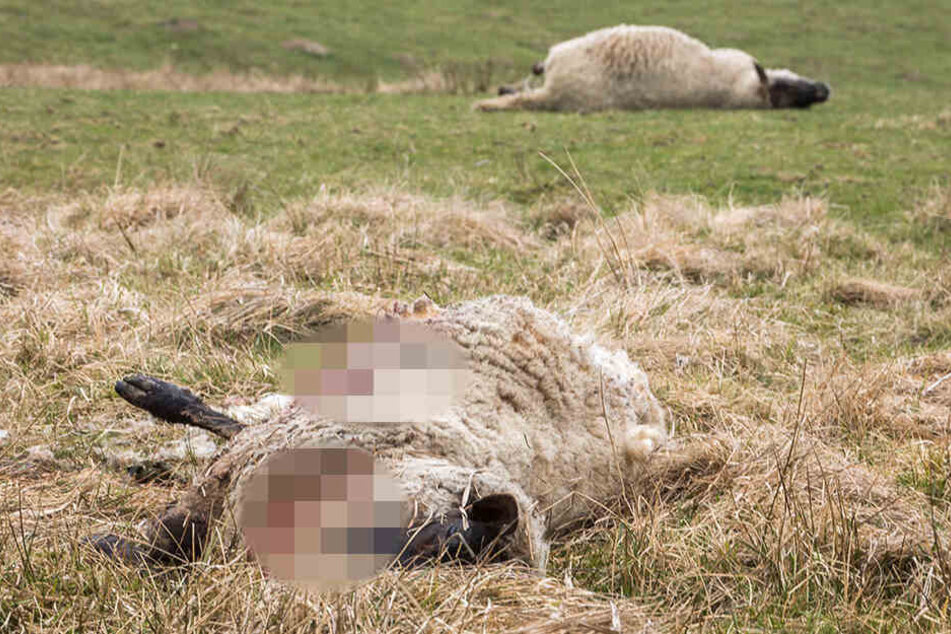 Insgesamt kamen sechs Tiere ums Leben.