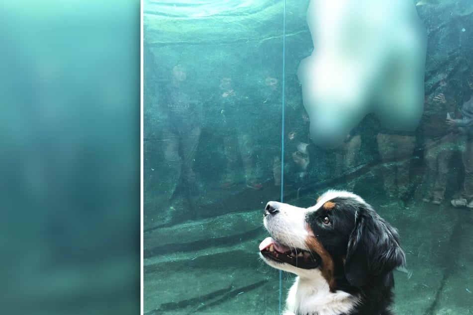 Hund macht Ausflug in den Zoo, dort findet er einen ganz besonderen neuen Freund!