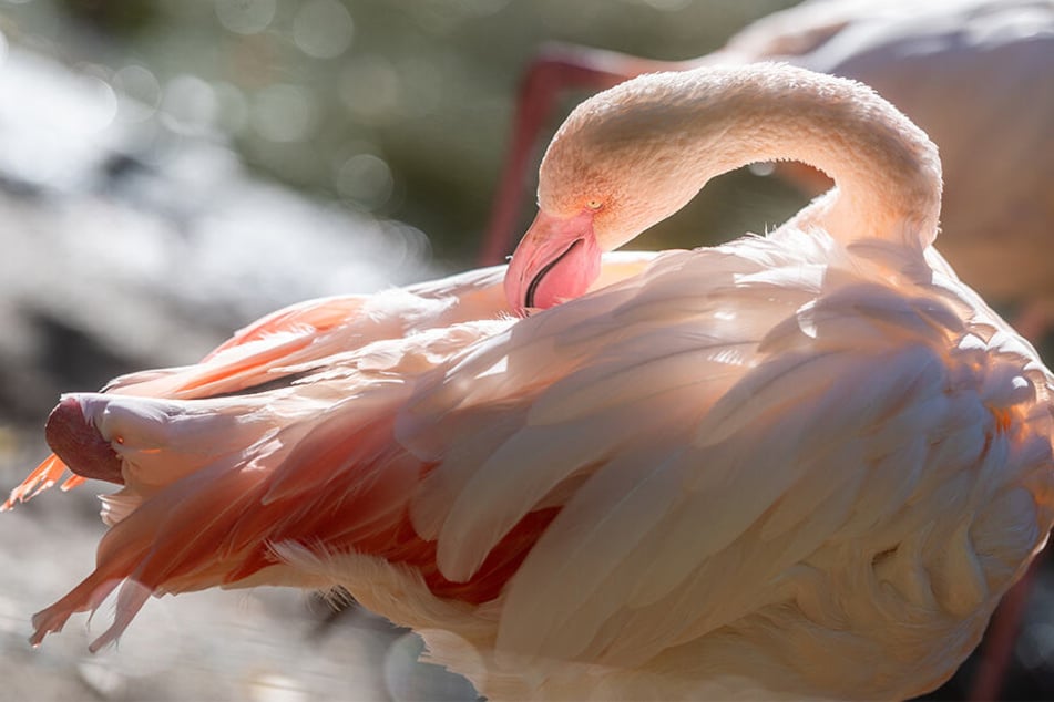 Leuchtend im Sonnenlicht: Auch die Tierpark-Flamingos sind Thema bei den Kurzführungen.