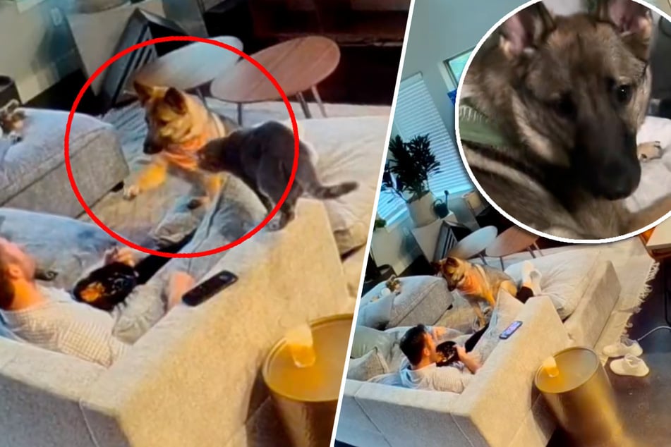 This dog's unusual way of asking for food has TikTokers giggling