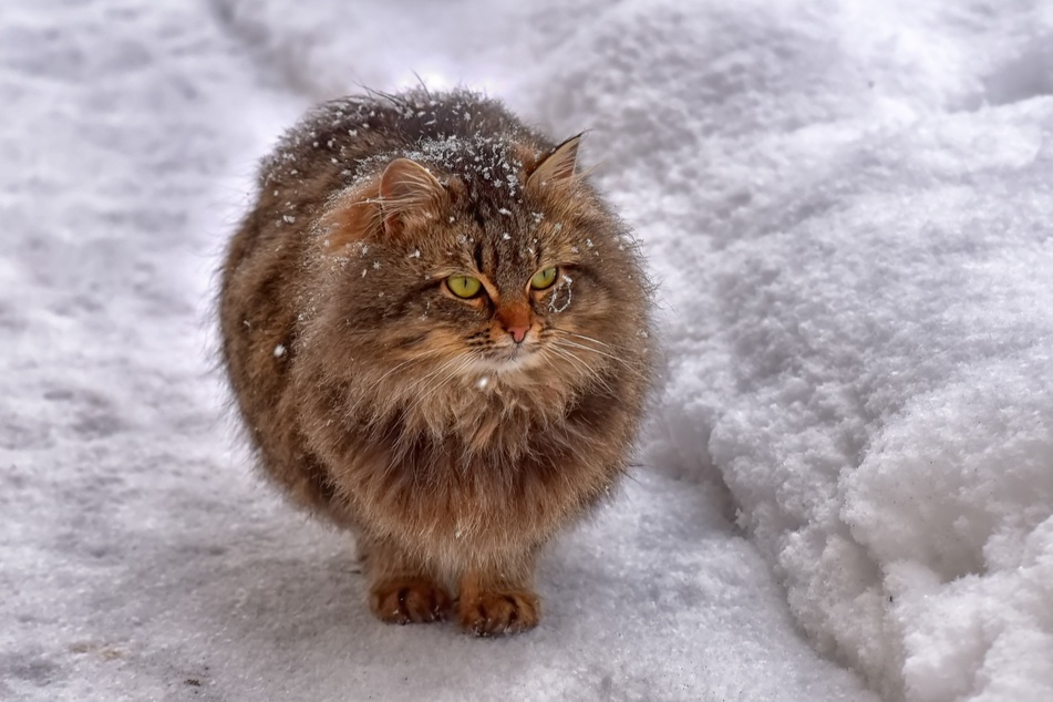 Cats will generally grow a thicker, more cold-protective layer of fur during winter.