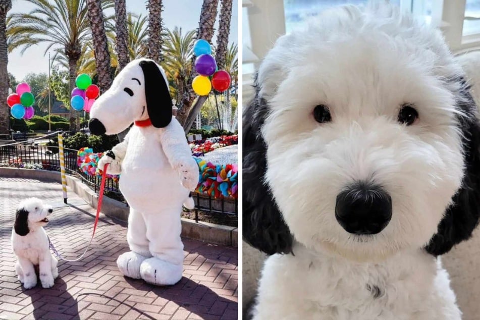 Bayley the dog is making a splash on social media for her uncanny likeness to the iconic character of Snoopy from Charles M. Schultz's Peanuts comic strip.