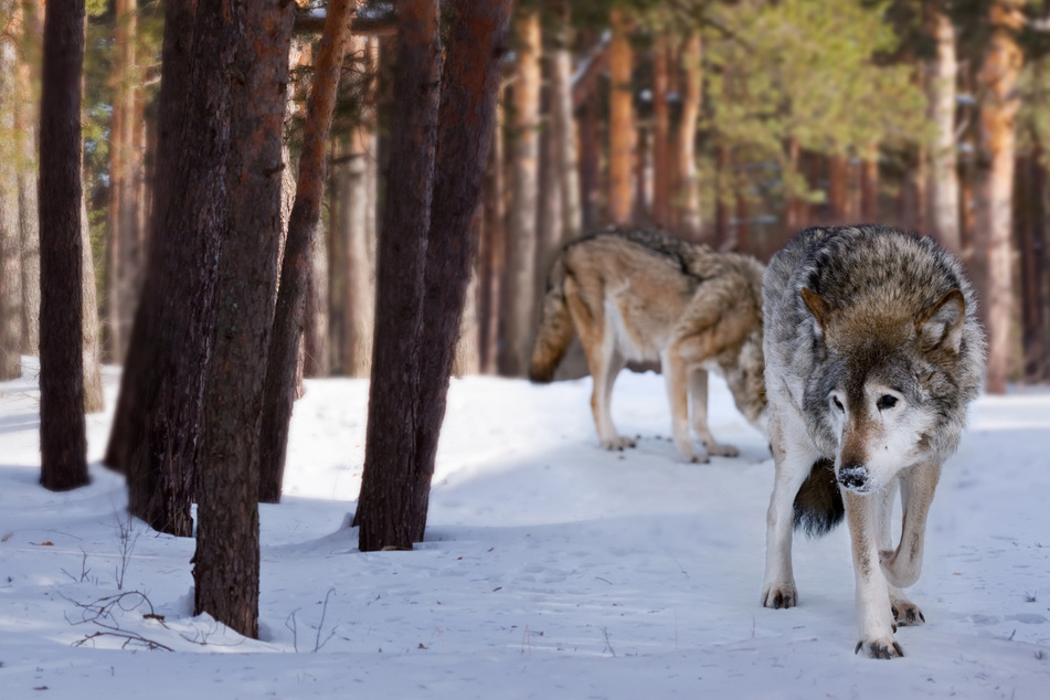 Neun Wölfe wurden in Norwegen legal getötet. Tierschützer gingen daraufhin auf die Barrikaden. (Symbolbild)