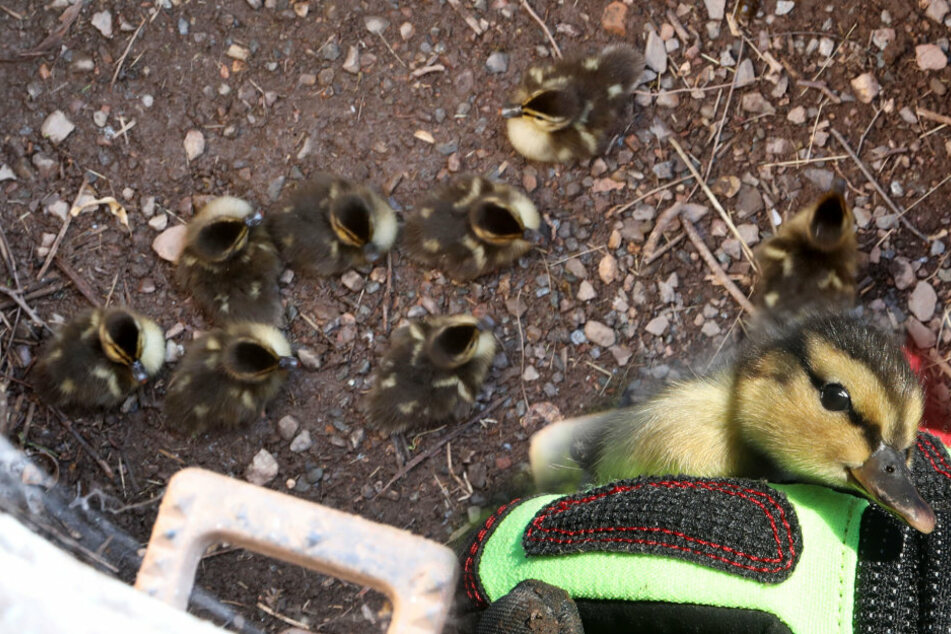 Tierische Rettungsaktion: Küken aus Schacht befreit