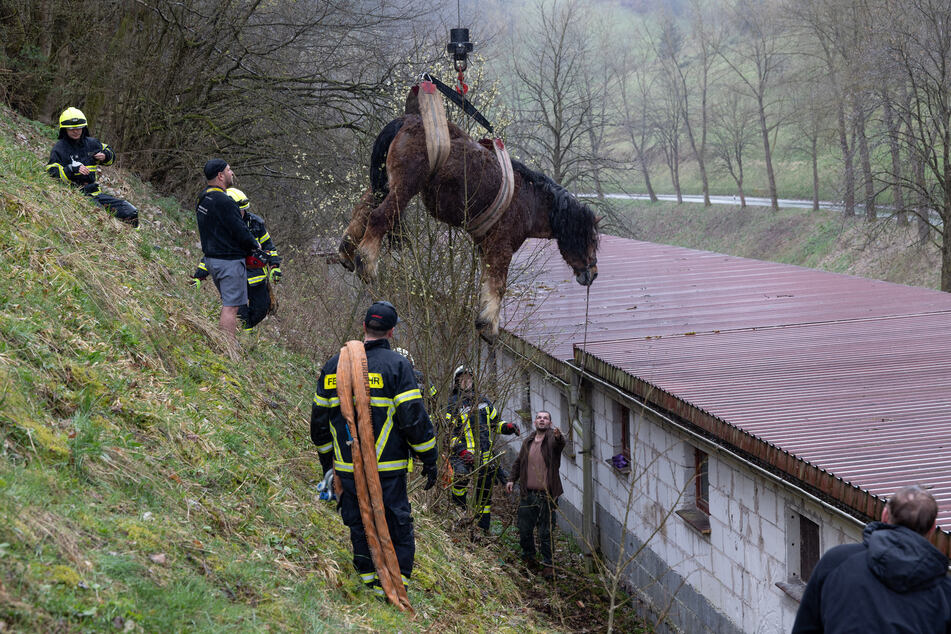 Das Pferd wurde von den Einsatzkräften spektakulär gerettet.