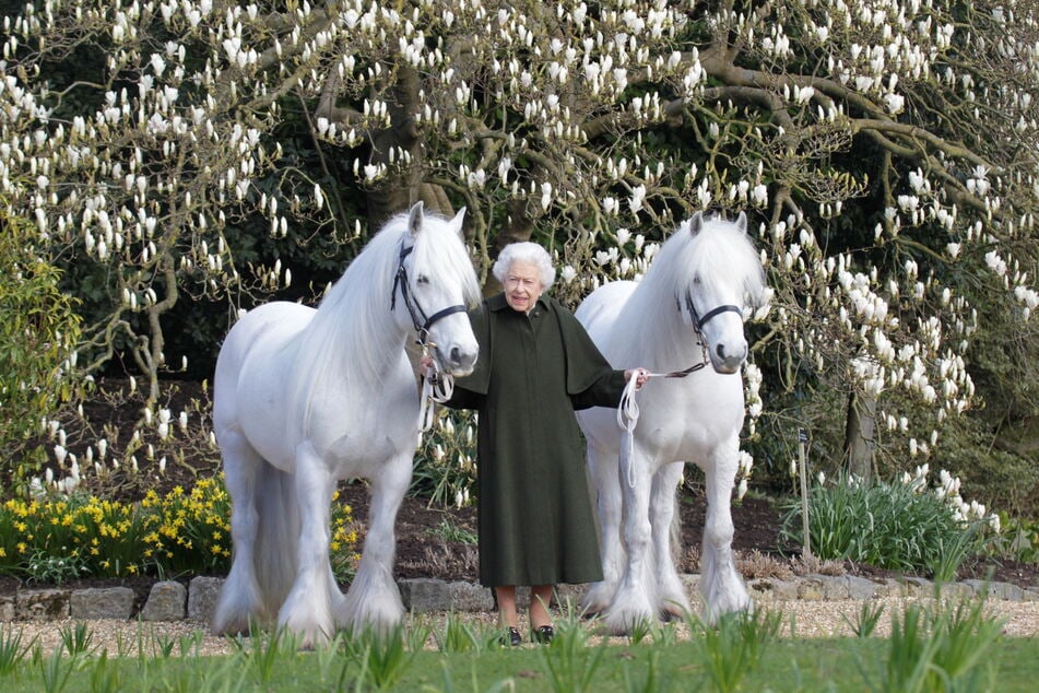 British Queen Elizabeth II holds her Fell ponies, Bybeck Nightingale (r.) and Bybeck Katie in a new photo released Wednesday by The Royal Windsor Horse Show to mark the occasion of her 96th birthday. (henrydallalphotography.com/PA Wire/Handout via REUTERS)