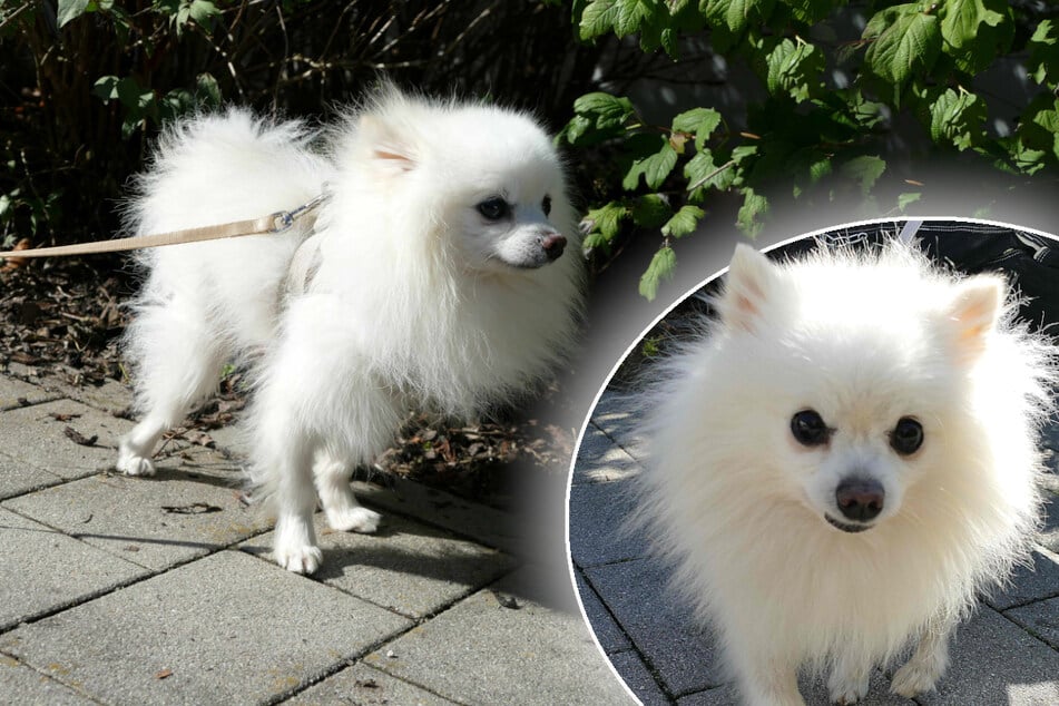 Kleiner Hund unüberlegt angeschafft: Jetzt muss Kiko sein Bündel packen