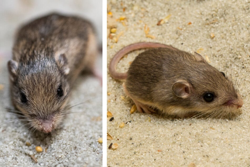 Die kleine Taschenmaus aus dem Zoo von San Diego ist nun offiziell die älteste Maus der Welt.