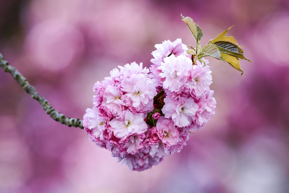 Die Kirschblüten in der Bonner Altstadt verwandeln die Straßen jedes Frühjahr in ein beeindruckendes rosa Blütenmeer. (Archivbild)